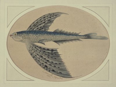 Un pesce volante da Thomas Bewick